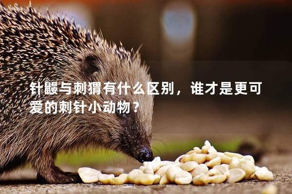 針鼴與刺猬有什么區別，誰才是更可愛的刺針小動物？